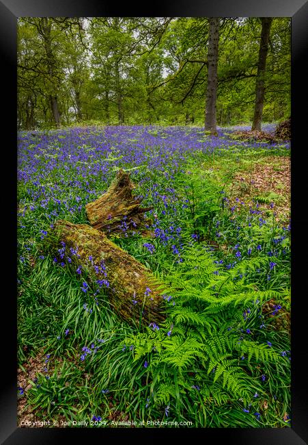  Kinclaven Bluebell Woods Perthshire Scotland Framed Print by Joe Dailly