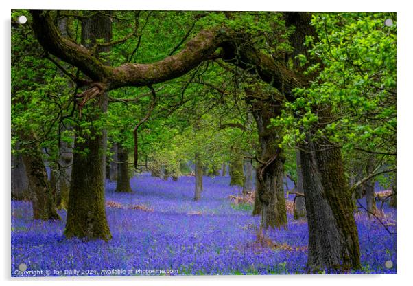  Kinclaven Bluebell Woods Perthshire Scotland Acrylic by Joe Dailly