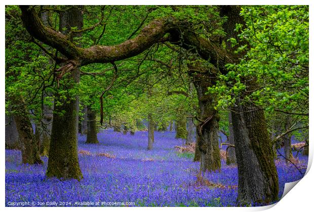  Kinclaven Bluebell Woods Perthshire Scotland Print by Joe Dailly