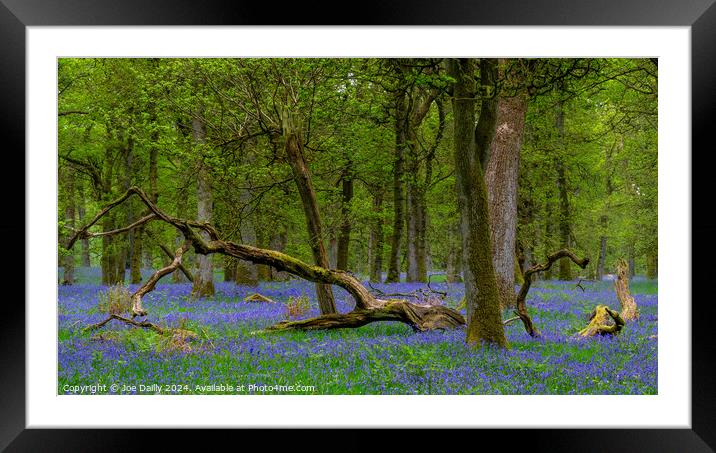  Kinclaven Bluebell Woods Perthshire Scotland Framed Mounted Print by Joe Dailly