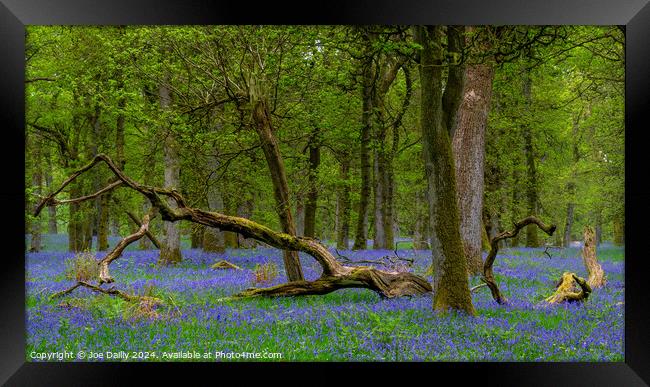  Kinclaven Bluebell Woods Perthshire Scotland Framed Print by Joe Dailly