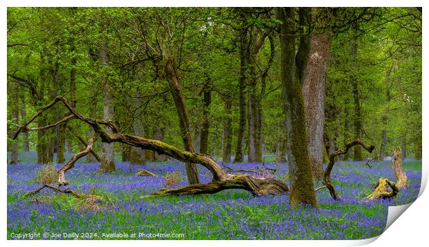  Kinclaven Bluebell Woods Perthshire Scotland Print by Joe Dailly