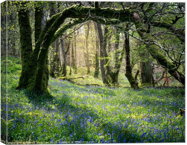 Bluebells in the wood Canvas Print by Robert Strachan