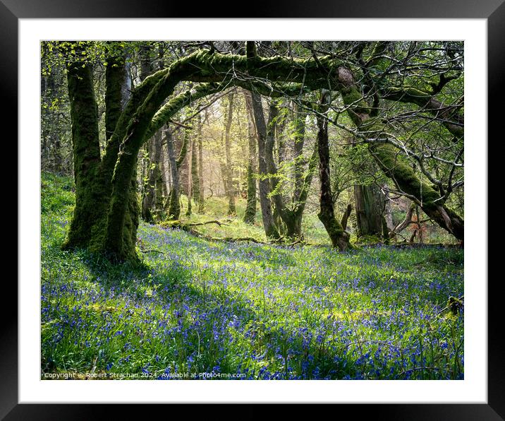 Bluebells in the wood Framed Mounted Print by Robert Strachan