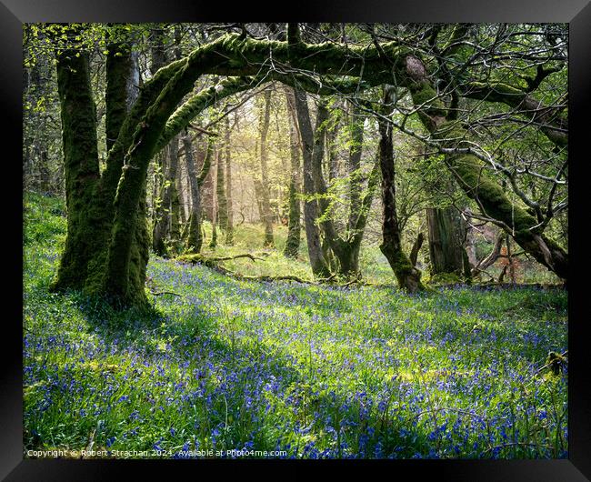 Bluebells in the wood Framed Print by Robert Strachan