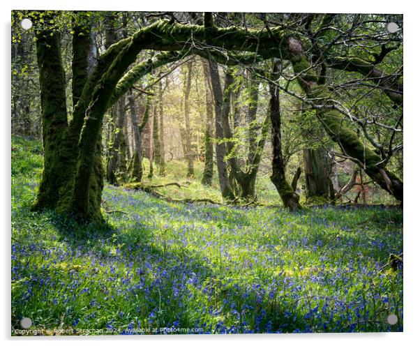 Bluebells in the wood Acrylic by Robert Strachan