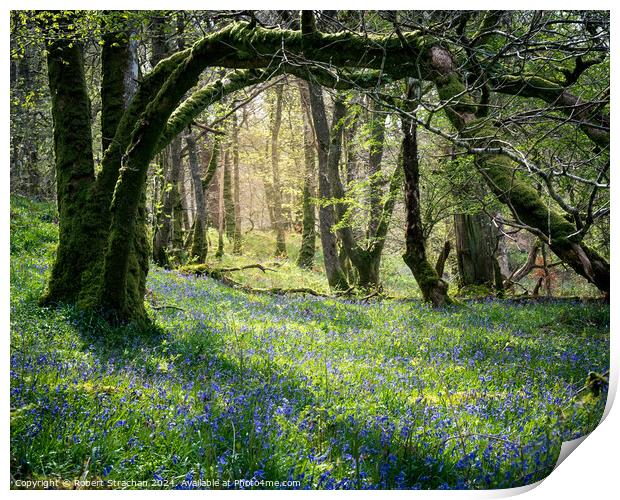 Bluebells in the wood Print by Robert Strachan