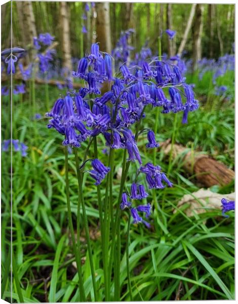 Blossoming Bluebells Canvas Print by Barbora Sebestova