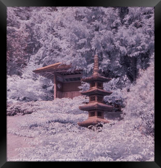 Japanese Gardens Framed Print by Fraser Hetherington