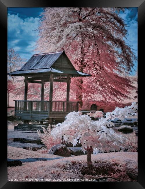 Japanese Gardens Framed Print by Fraser Hetherington