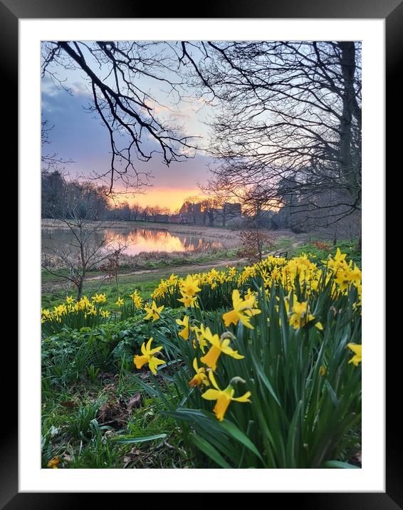 Daffodils at sunset Framed Mounted Print by Barbora Sebestova
