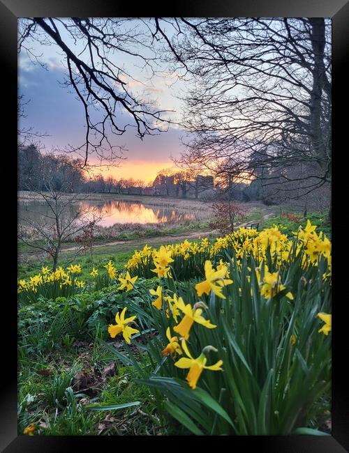 Daffodils at sunset Framed Print by Barbora Sebestova
