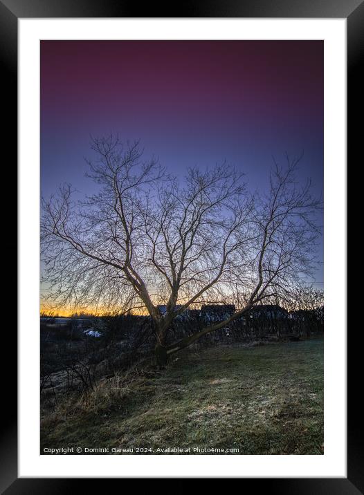 Sunrise Tree Framed Mounted Print by Dominic Gareau