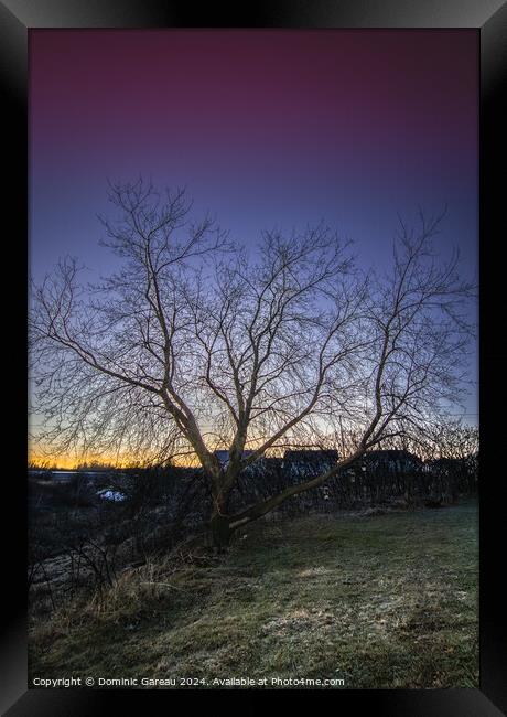 Sunrise Tree Framed Print by Dominic Gareau