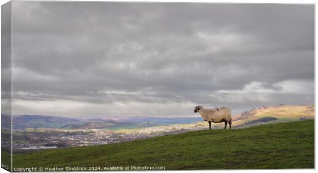 Sheep Looking Over Sheeptown (Skipton) Canvas Print by Heather Sheldrick