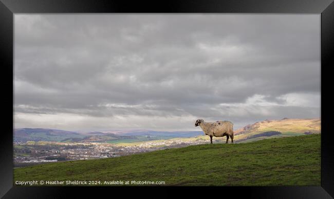 Sheep Looking Over Sheeptown (Skipton) Framed Print by Heather Sheldrick