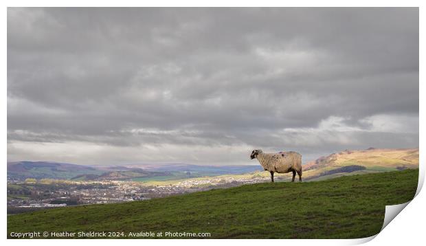 Sheep Looking Over Sheeptown (Skipton) Print by Heather Sheldrick