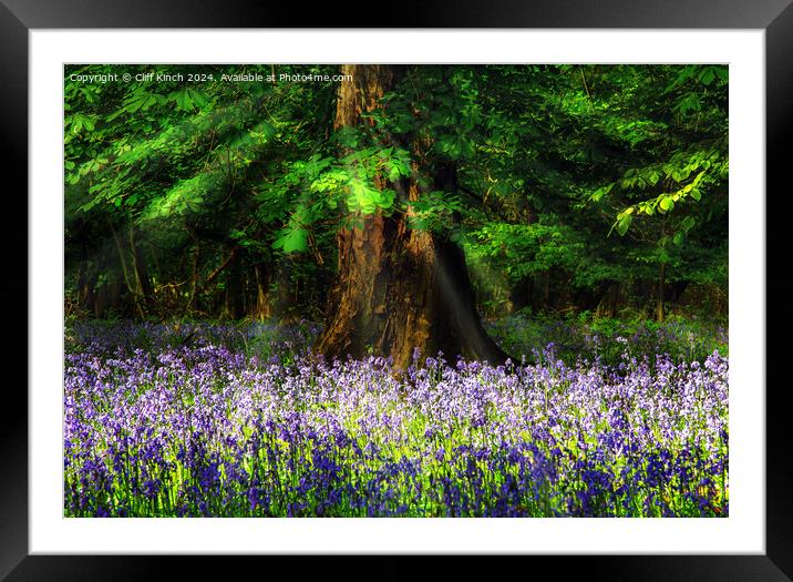 Bluebell wood Framed Mounted Print by Cliff Kinch