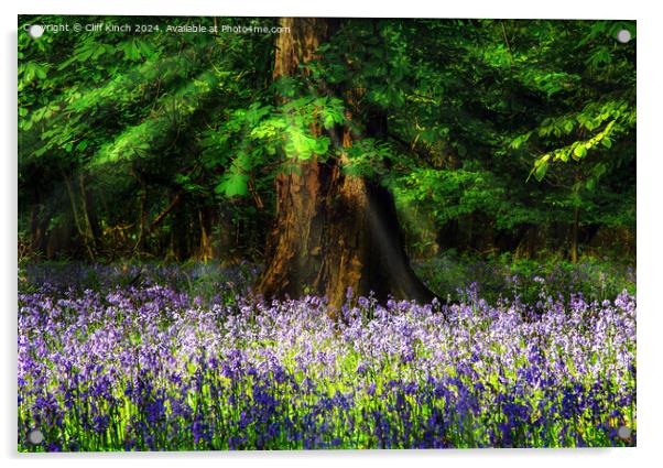 Bluebell wood Acrylic by Cliff Kinch