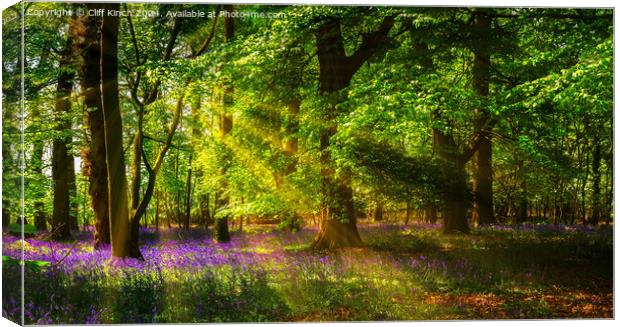 Bluebell wood Canvas Print by Cliff Kinch