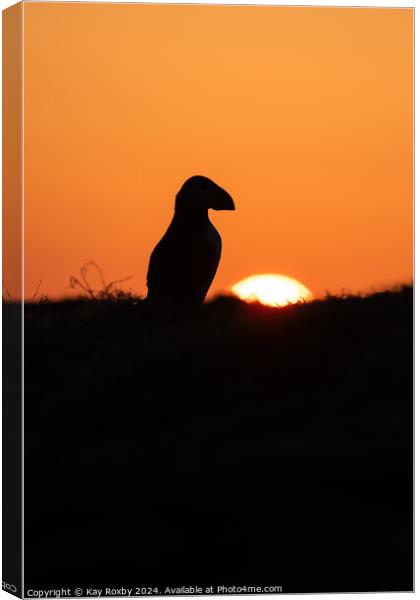 Puffin sunrise Canvas Print by Kay Roxby