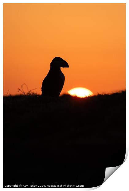 Puffin sunrise Print by Kay Roxby
