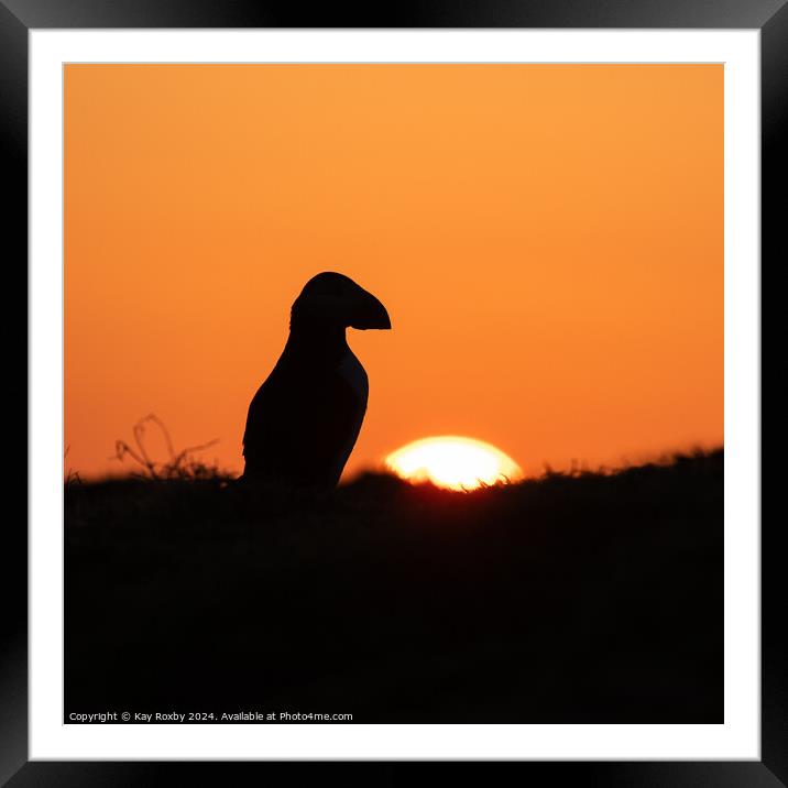 Puffin sunrise Framed Mounted Print by Kay Roxby