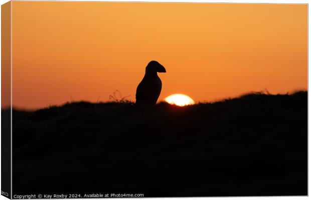 Puffin sunrise Canvas Print by Kay Roxby