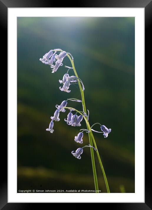 Plant flower Framed Mounted Print by Simon Johnson