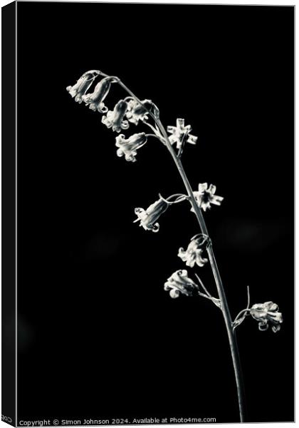 Bluebell in monochrome  Canvas Print by Simon Johnson