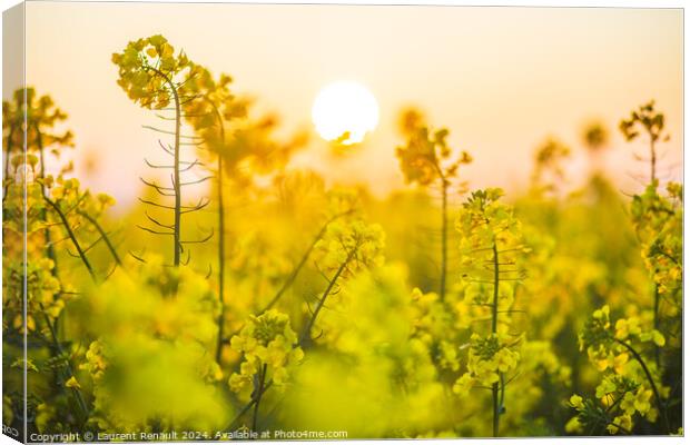 Flowering  colza plants for green energy and oil industry, rape  Canvas Print by Laurent Renault