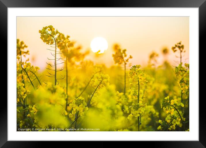 Flowering  colza plants for green energy and oil industry, rape  Framed Mounted Print by Laurent Renault