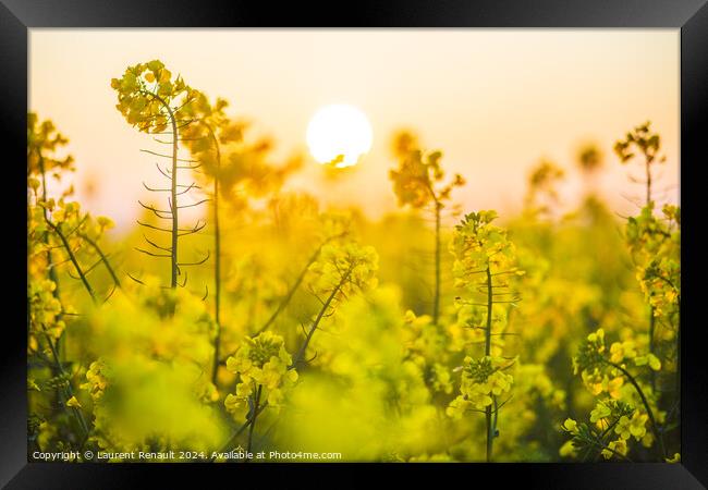 Flowering  colza plants for green energy and oil industry, rape  Framed Print by Laurent Renault