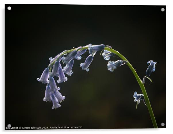 Bluebell flowers  Acrylic by Simon Johnson