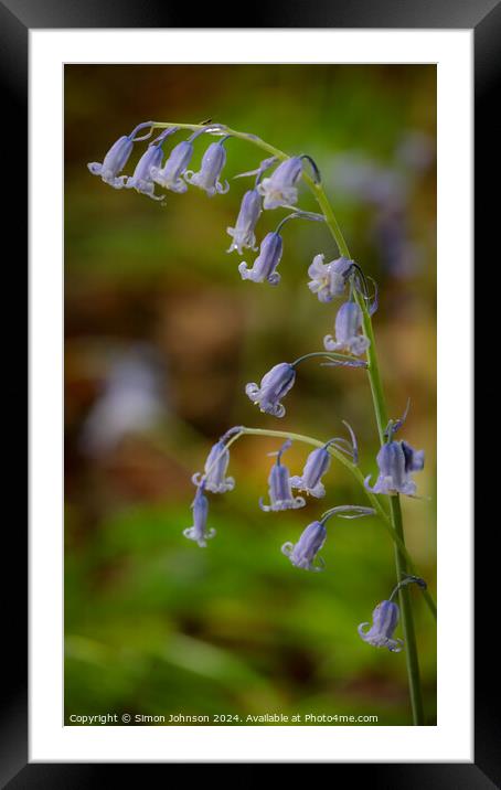 Bluebell  flower Framed Mounted Print by Simon Johnson
