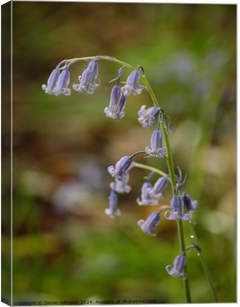 A close up of a bluebell flower  Canvas Print by Simon Johnson