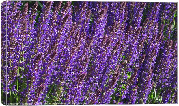 Salvia Flowers Abstract Canvas Print by Paul J. Collins