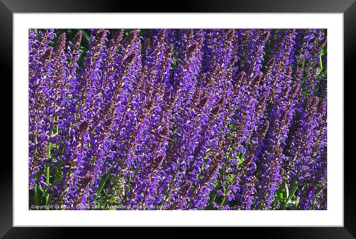 Salvia Flowers Abstract Framed Mounted Print by Paul J. Collins