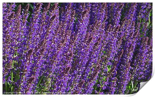Salvia Flowers Abstract Print by Paul J. Collins