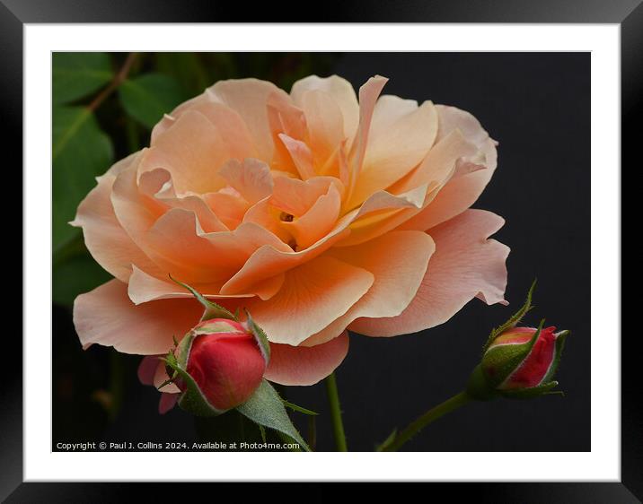 Rosa 'Bordure Abricot' Framed Mounted Print by Paul J. Collins