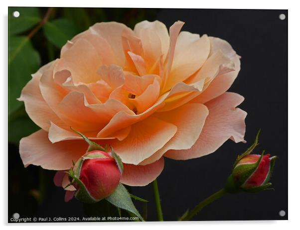 Rosa 'Bordure Abricot' Acrylic by Paul J. Collins