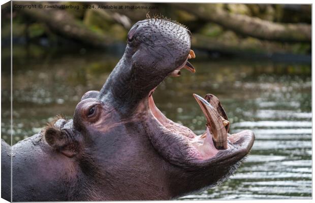 Up Close with a Hippo: Teeth on Display Canvas Print by rawshutterbug 