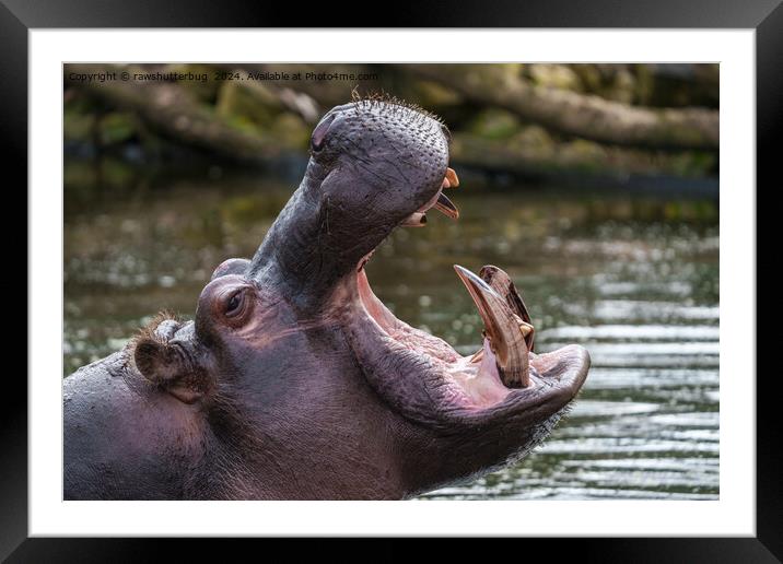 Up Close with a Hippo: Teeth on Display Framed Mounted Print by rawshutterbug 