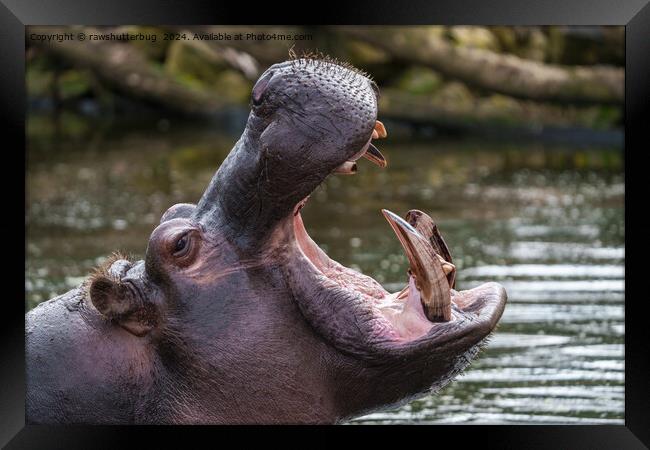 Up Close with a Hippo: Teeth on Display Framed Print by rawshutterbug 