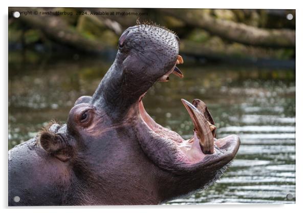 Up Close with a Hippo: Teeth on Display Acrylic by rawshutterbug 