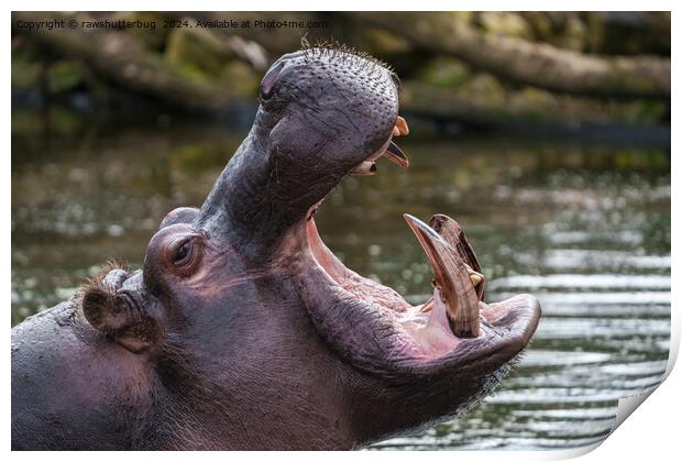 Up Close with a Hippo: Teeth on Display Print by rawshutterbug 