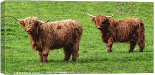 Two highland cattle stand on a green meadow Canvas Print by Thomas Klee