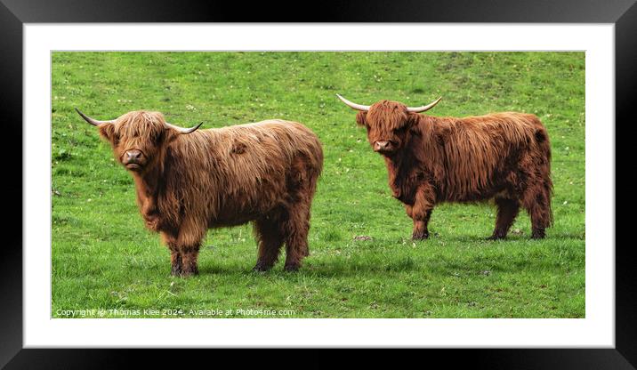 Two highland cattle stand on a green meadow Framed Mounted Print by Thomas Klee