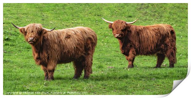 Two highland cattle stand on a green meadow Print by Thomas Klee