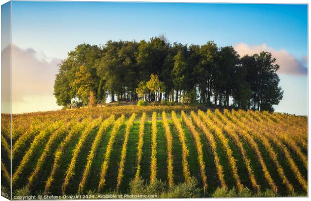 Group of trees on a hill above a vineyard. Chianti region. Italy Canvas Print by Stefano Orazzini